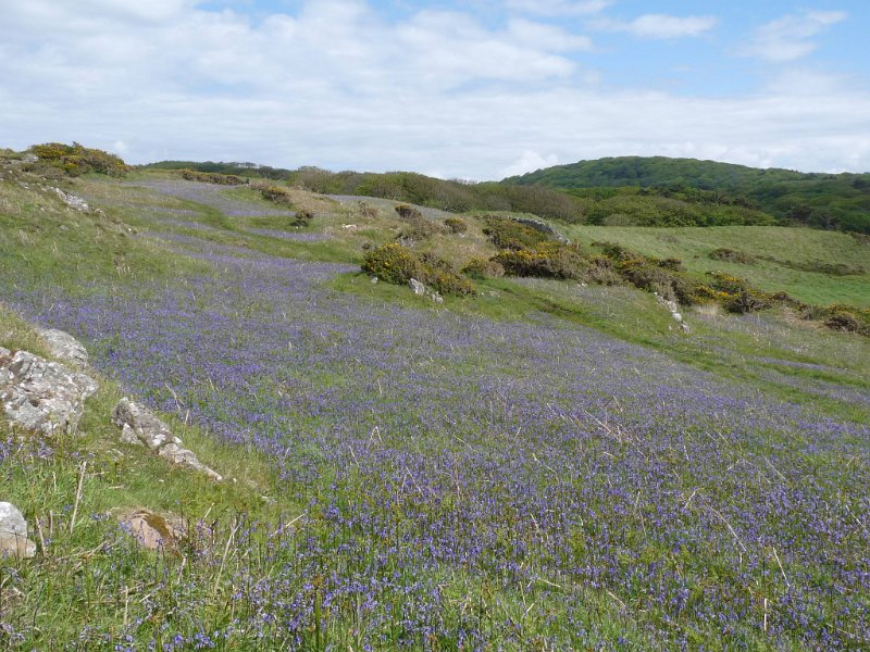 (11) Drift of bluebells.JPG